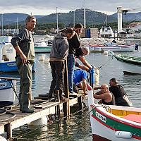 Pose de pieux en bois pour les pontons dans la lagune du Brusc